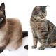 Illustration for article titled Cats vs. Dogs: Your Last Chance To Determine The Elite Eight